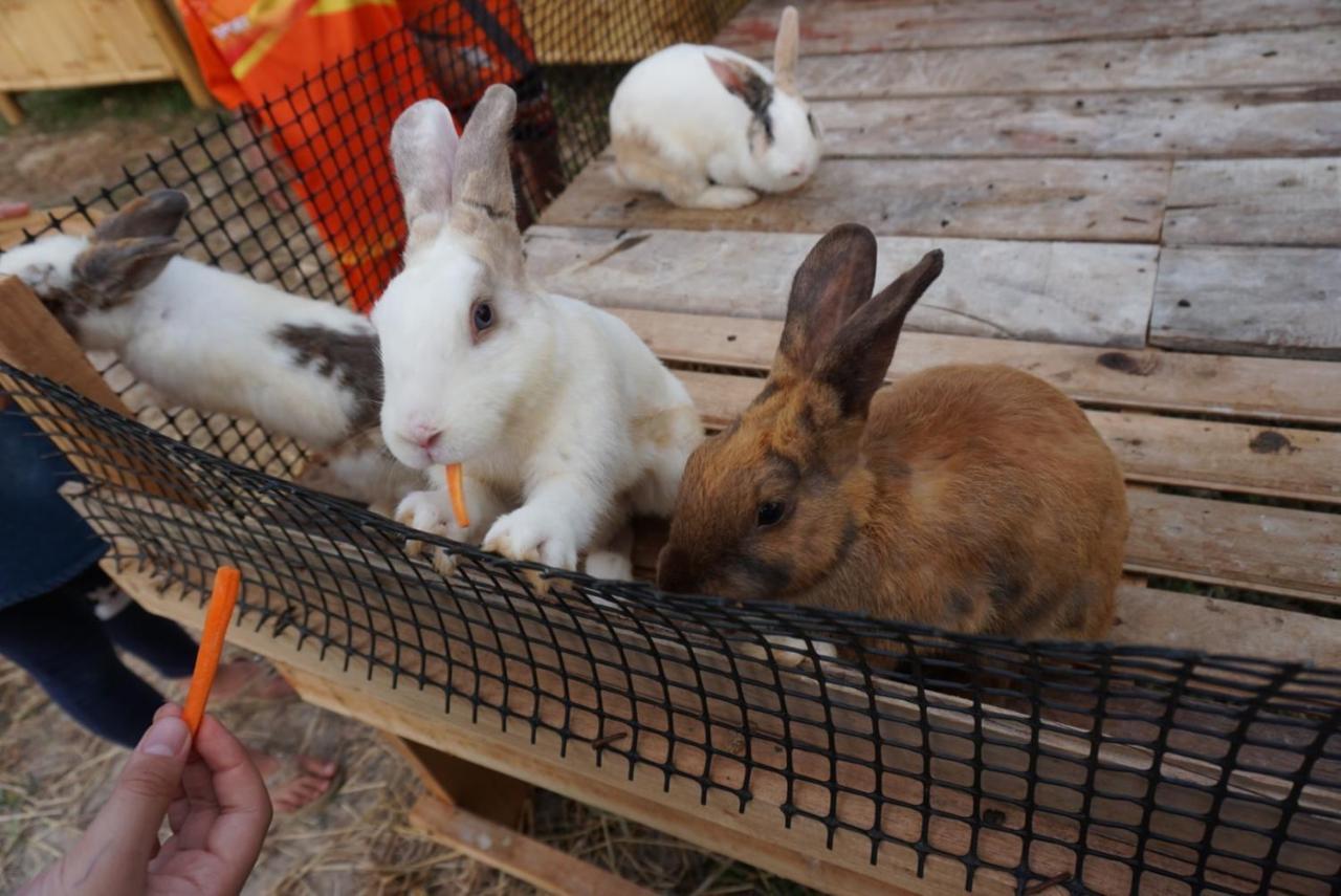 ไร่นาบัวหลวง คาเฟ่ & ฟาร์มสเตย์ Raina Bualuang Cafe & Farm Stay Ban Na No エクステリア 写真