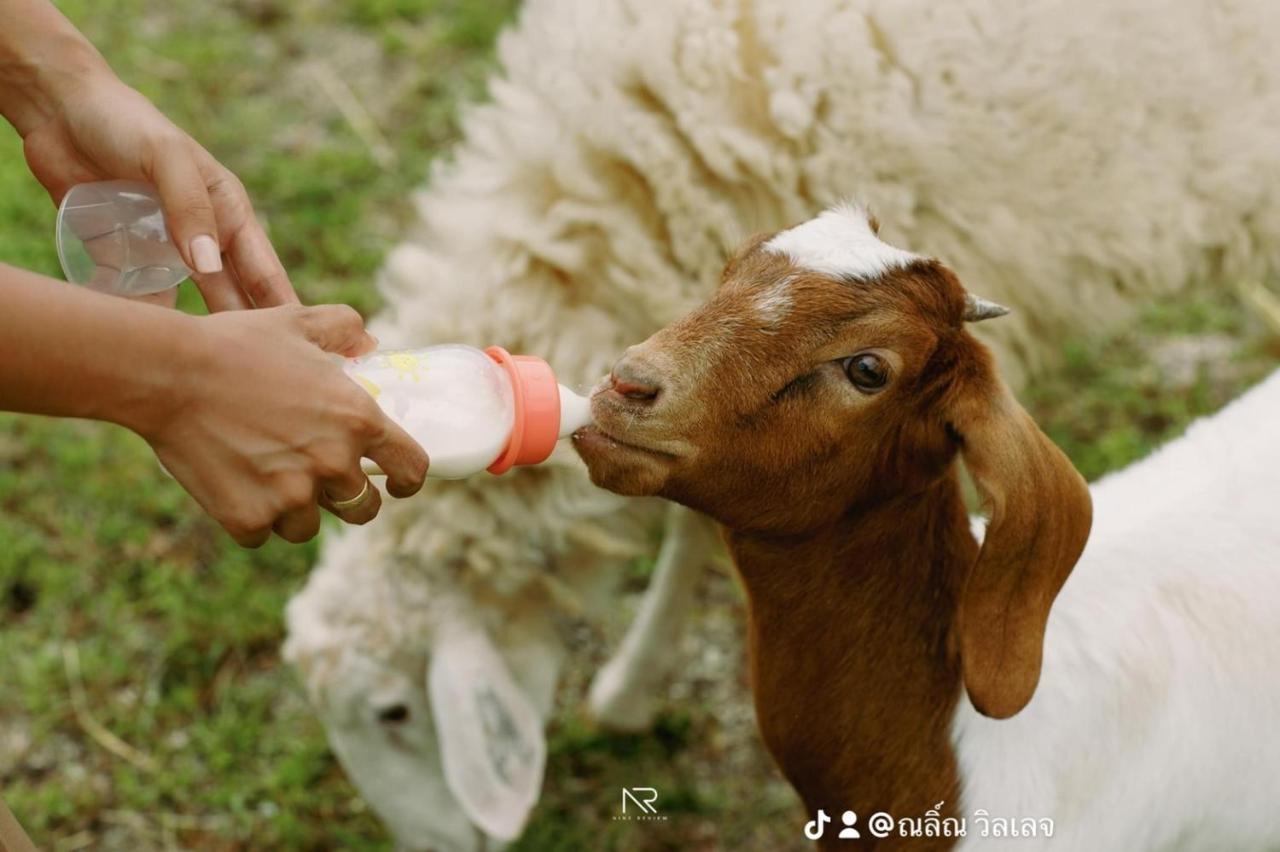 ไร่นาบัวหลวง คาเฟ่ & ฟาร์มสเตย์ Raina Bualuang Cafe & Farm Stay Ban Na No エクステリア 写真